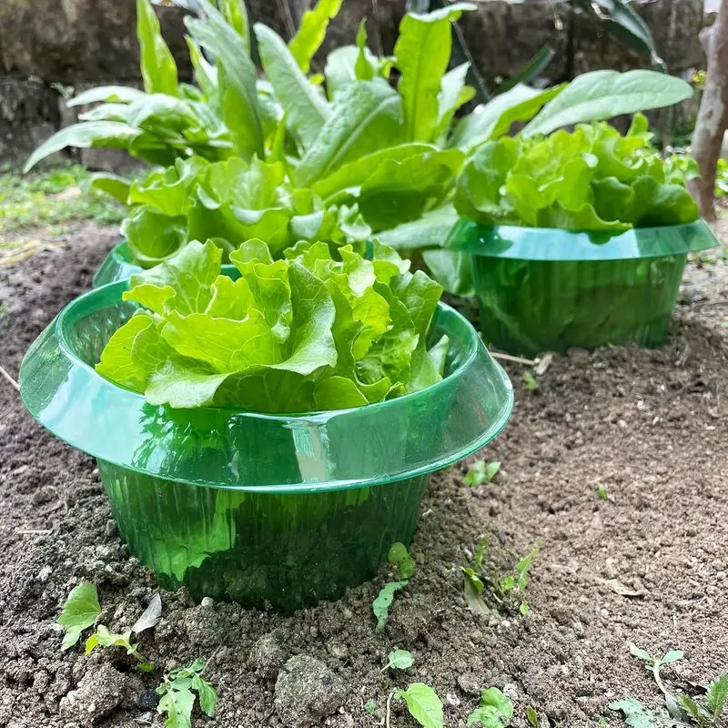Plantas slug proteção anéis le - Plant Parent Tools avaliação e preço